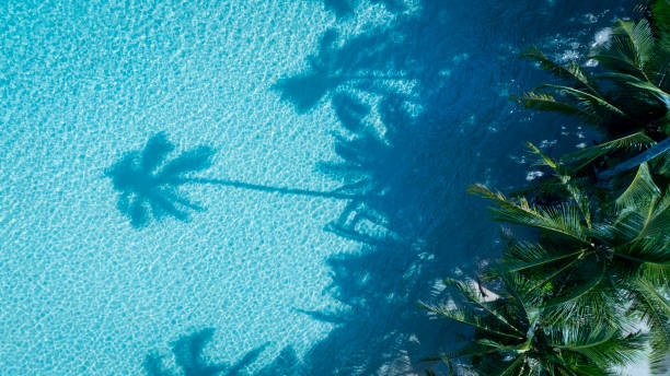istock Summer palm tree  and Tropical beach with  Aqua waves and coconut palm shadow on blue background. 1951806363