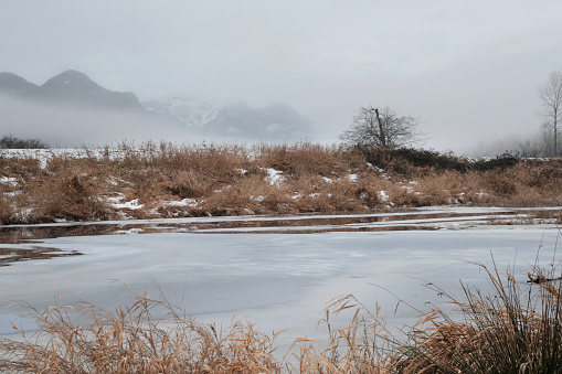 Frost-covered plants on the shore of lake in foggy morning. Winter landscape