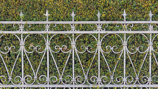 Hedges from yew (Taxus baccata) and wrought iron fence. High quality photo