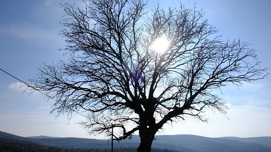 Samaúma tree