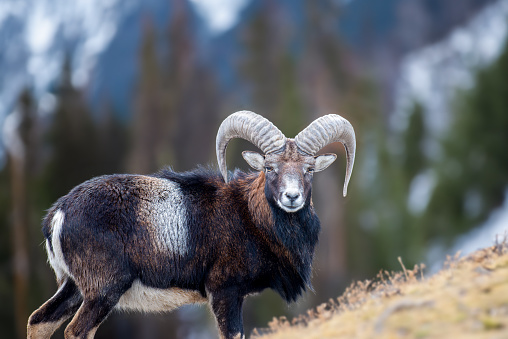 Adult mouflon animal on mountain background. Mouflon, Ovis orientalis, forest horned animal in nature habitat