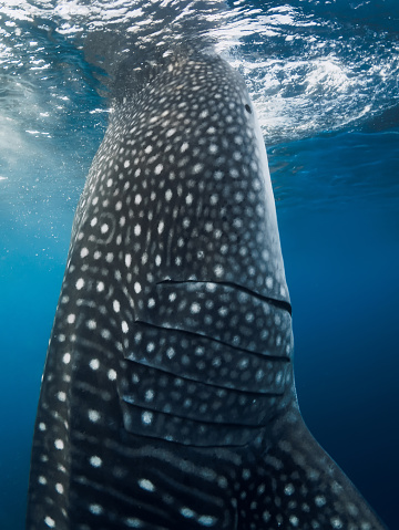Whale shark in blue ocean eating plankton. Close up view of Giant Whale shark underwater