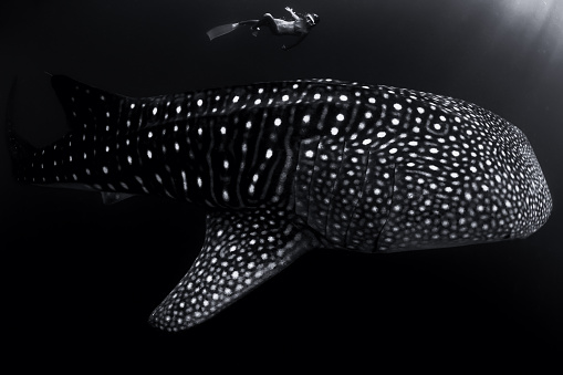 Underwater view of woman swimming with giant whale shark