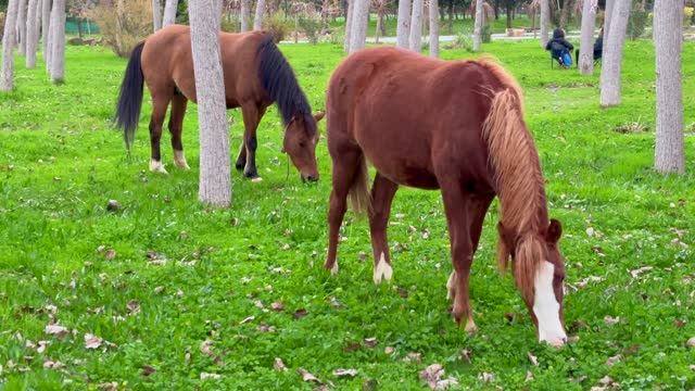domestic horse grazing in the summer, grazing a horse in a clearing with green grass near the forest 4k stock video