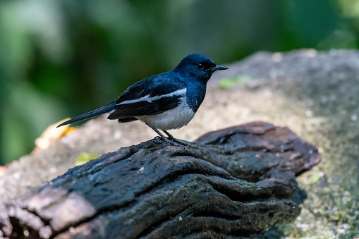 Oriental Magpie-Robin on branch