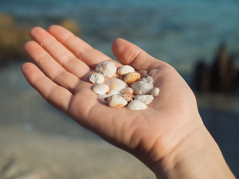 A closeup of a child's hand holding a rough scallop (Aequipecten muscosus) shell at the beach