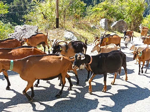 Herd of goats on a road in the Vésubie valley, Mercantour National Park, South-East France