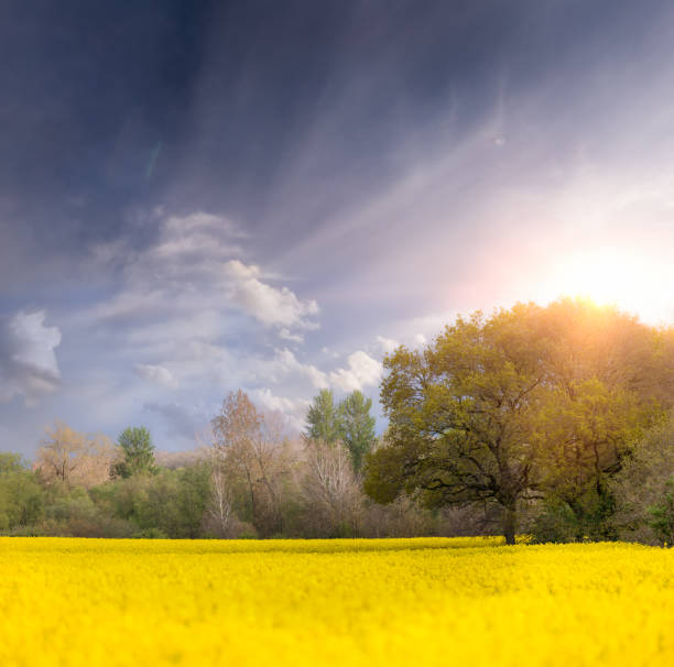 Mass of yellow rapeseed fields at dawn with trees and sunrise sky. Crop also known as oilseed rape, growing in Norfolk England.