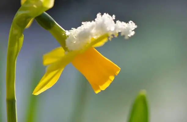 Photo of closeup on beautiful yellow narcissus coverd with snow blooming in a garden