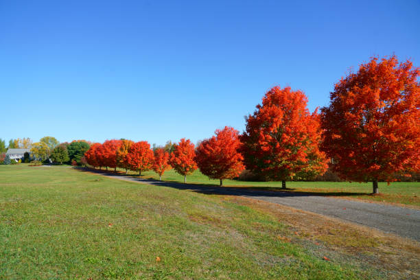 istock red maple trees in a row along the driveway 1951872815