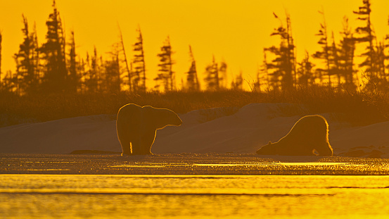 Polar bears at sunset glow. Abstract for love