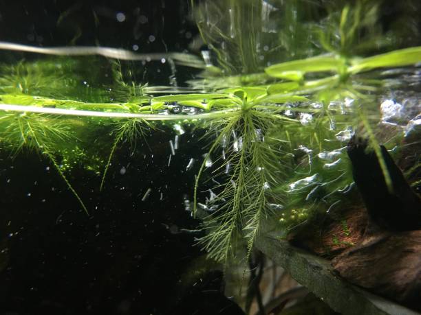 istock Plants In A Home Fish Tank. 1951875589