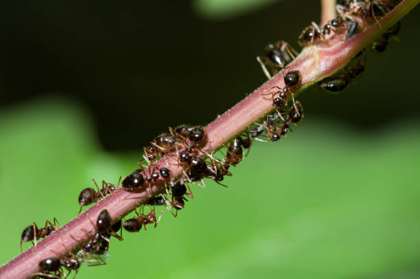 Tiny ants marching on a branch, showcasing the intricate details of their arthropod bodies in stunning macro photography, surrounded by the vastness of the great outdoors