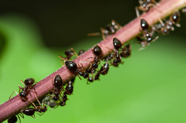 A thick, twisted rope of golden-brown fibres with several leaf cutter ants crawling along its surface. One ant carries a small green leaf. The dark background highlights the ants’ movement and the rope’s texture, capturing a moment of purposeful insect activity in an enclosed setting.