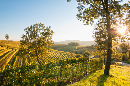 Amidst a golden autumn landscape, a sprawling vineyard with tall trees lining the road evokes feelings of tranquility and the beauty of nature's bounty