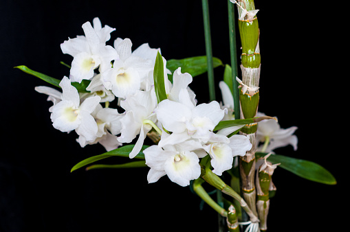 Delicate white orchid petals emerge from vibrant green stems, adding a touch of elegance to any indoor plant collection