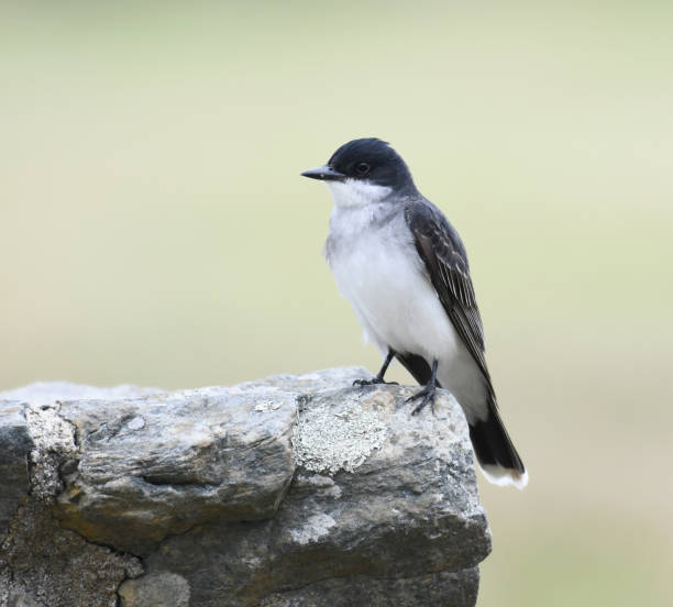 istock king bird standing on the rock 1951880896