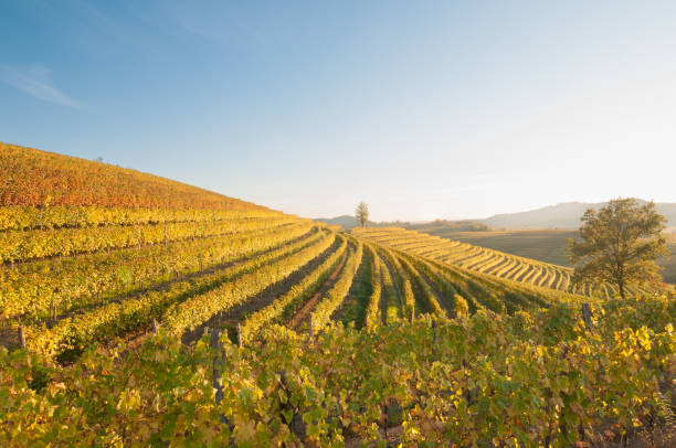 istock A vineyard with rows of vines 1951880900
