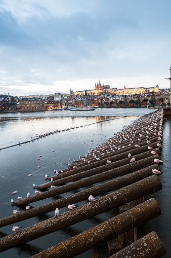 A flock of feathered friends perch on floating logs, framed by a wintry sky and surrounded by a bustling cityscape of Prague reflected in the tranquil waters below