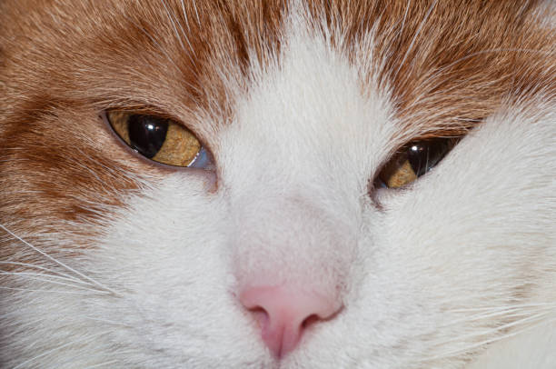 A majestic cat gazes into your soul, its white fur and piercing eyes captivating you in this intimate closeup of a domestic cat's face