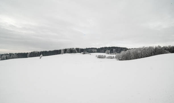 Three trees in a hilly winter landscape