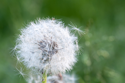 A vibrant dandelion stands out among the lush green grass, showcasing the beauty of nature's smallest details
