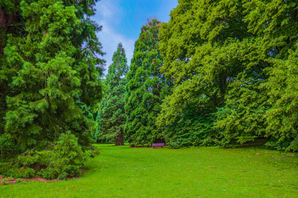 Rombergpark en Dortmund en primavera (Dortmund)