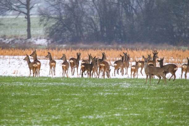 grupo de corzos en un campo verde nevado - animal cute animals deer deer herd fotografías e imágenes de stock