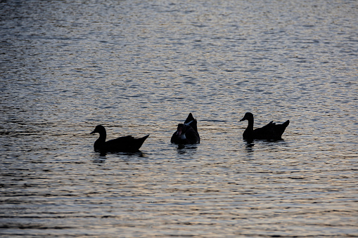 Three mallard ducks swimming across the small lake, the silhouettes at the sunset, in the park of the Independence, Rosario city,Santa Fe province, Argentina. December 15, 2023.