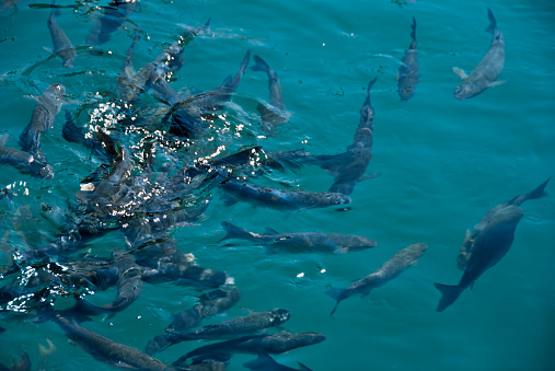 Fish breathe on the surface of the sea