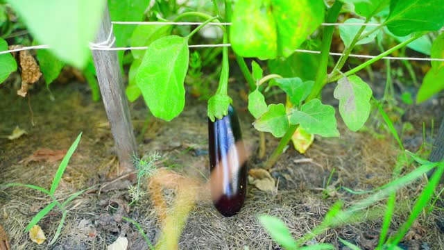 A ripe eggplant hangs in the garden bed. Growing dark eggplants in a home plantation, camera movement