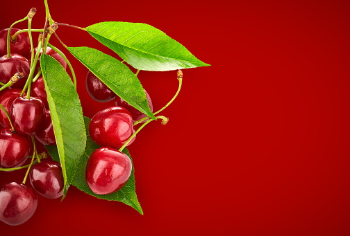 Fresh Cherries berries with green leaves on red background. Natural organic cherry berry group, healthy food. Design copyspace place for text.