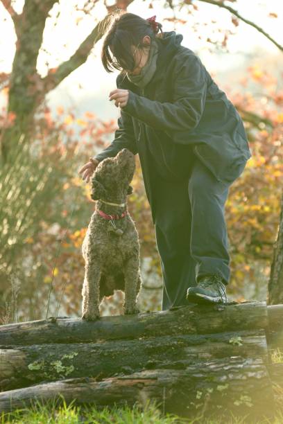 Girl playing with her dog at golden hour Girl playing with her purebred dog at golden hour lagotto romagnolo stock pictures, royalty-free photos & images