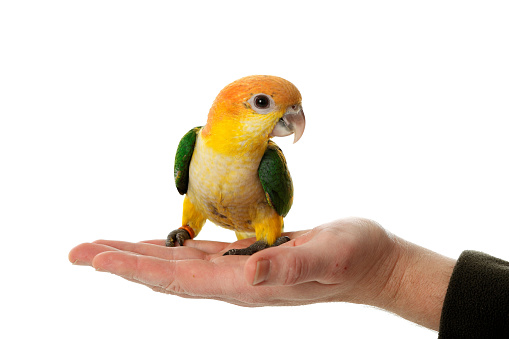 A cute White Bellied Caique parrot (Pionites leucogaster) resting on a human's hand