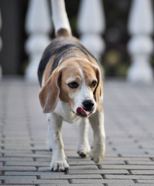istock Beagle walking on brick pavement, looking to the right 1951983531