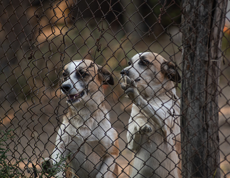 The two playful dogs with wide-open mouths enjoy their time together behind a fence