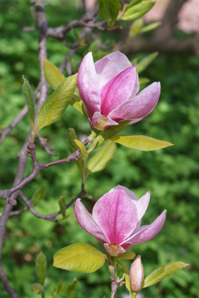 ピンクのマグノリアsoulangeanaの花と咲く木の枝 - magnolia pink flower isolated ストックフォトと画像