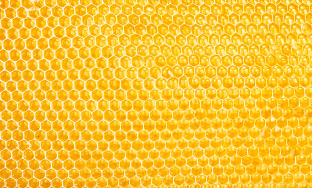 istock Sweet honey in bee honeycombs. Natural pattern texture backgroun 1951992181