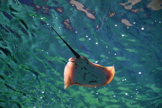 Stingray beautiful fish swimming in the aquarium.