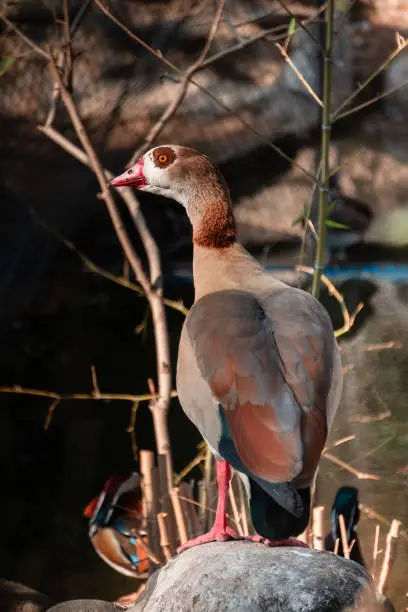 Photo of Egyptian goose