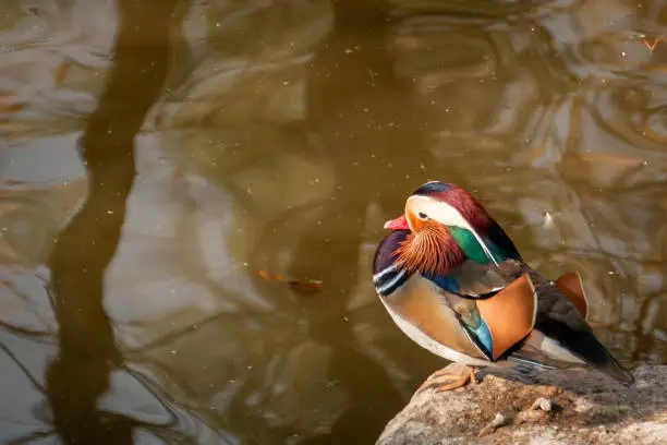 Photo of A photo of a mandarin duck