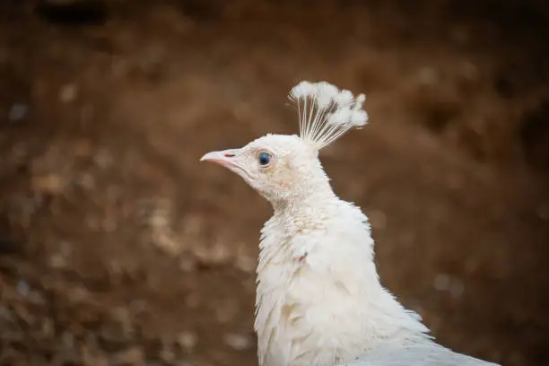 Photo of Beautiful peacock