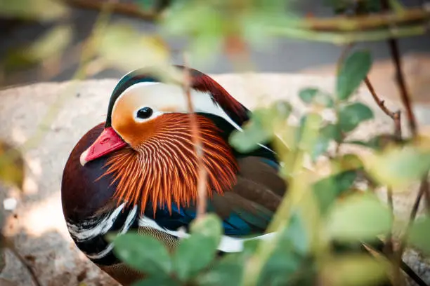 Photo of A photo of a mandarin duck