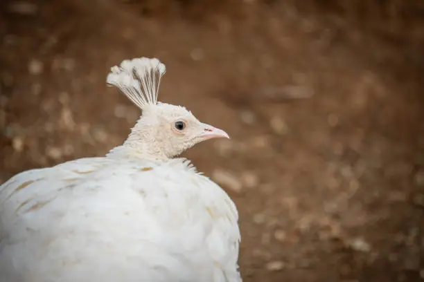 Photo of Beautiful peacock