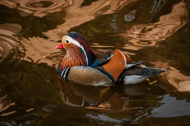 Photo of A photo of a mandarin duck