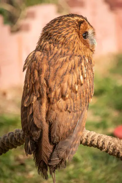 Photo of northern goshawk hawks