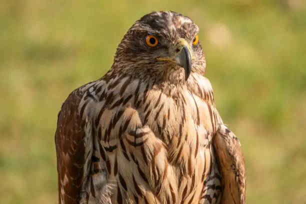 Photo of northern goshawk hawks