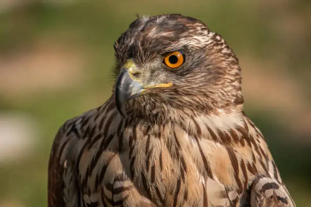 Photo of northern goshawk hawks