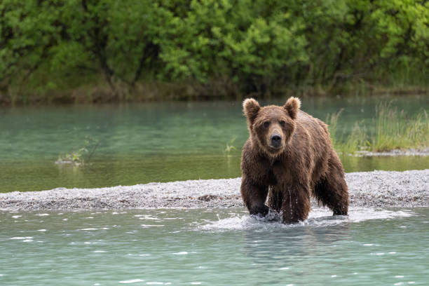 istock Grizzly at Crescent Lake, Alaska, US 1952025022