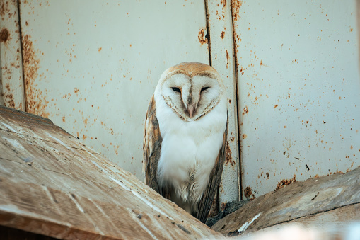 A photo of a barn owl in a small wooden nest.